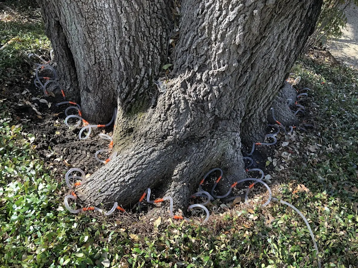 Detailed Shrub and Hedge Trimming job site in Celeste