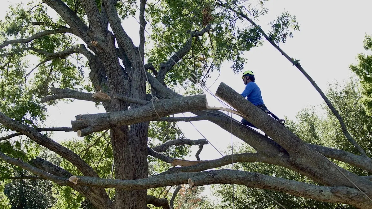 Professional Hazardous Tree Removal performed by certified arborists in Celeste