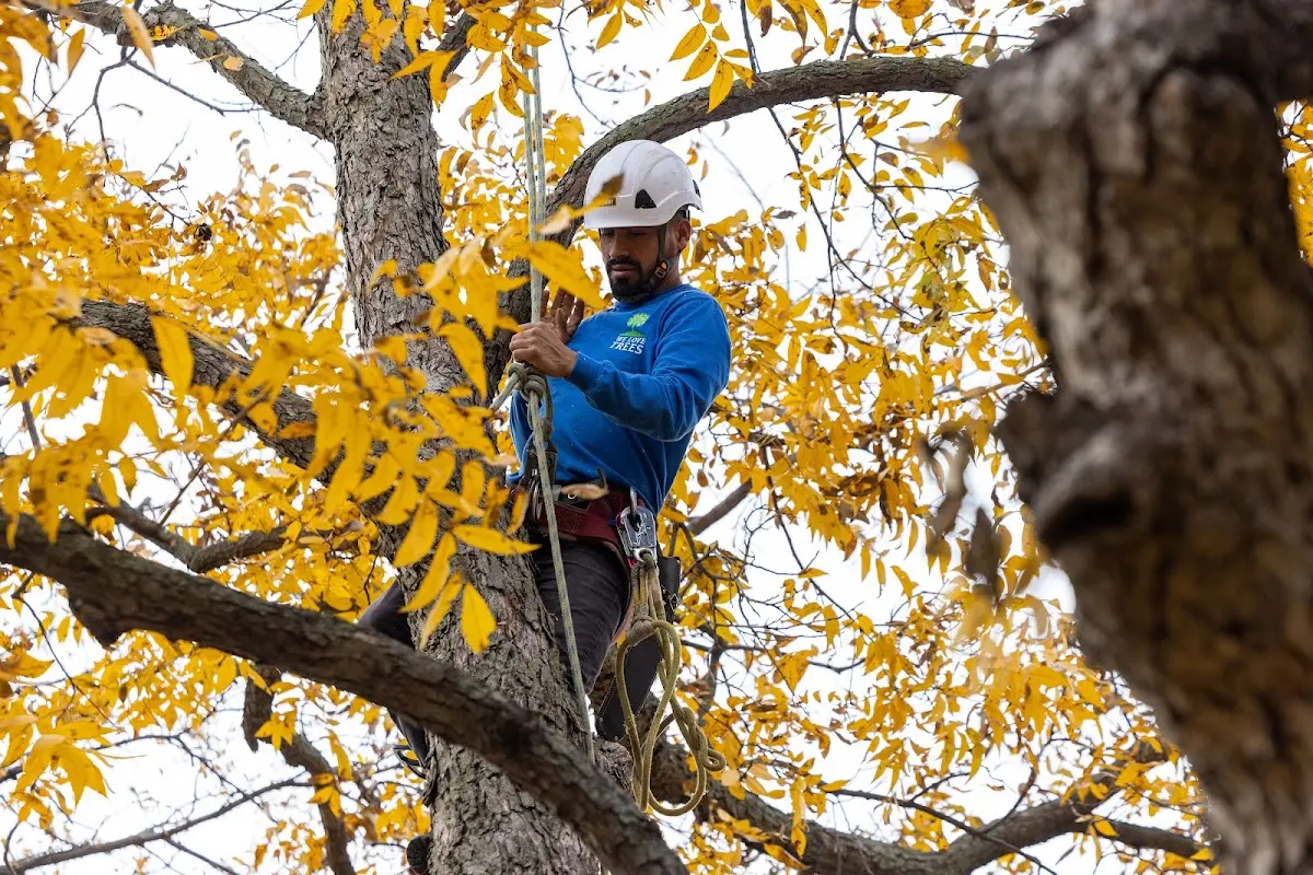Skilled Emergency Tree Service crew working in Celeste