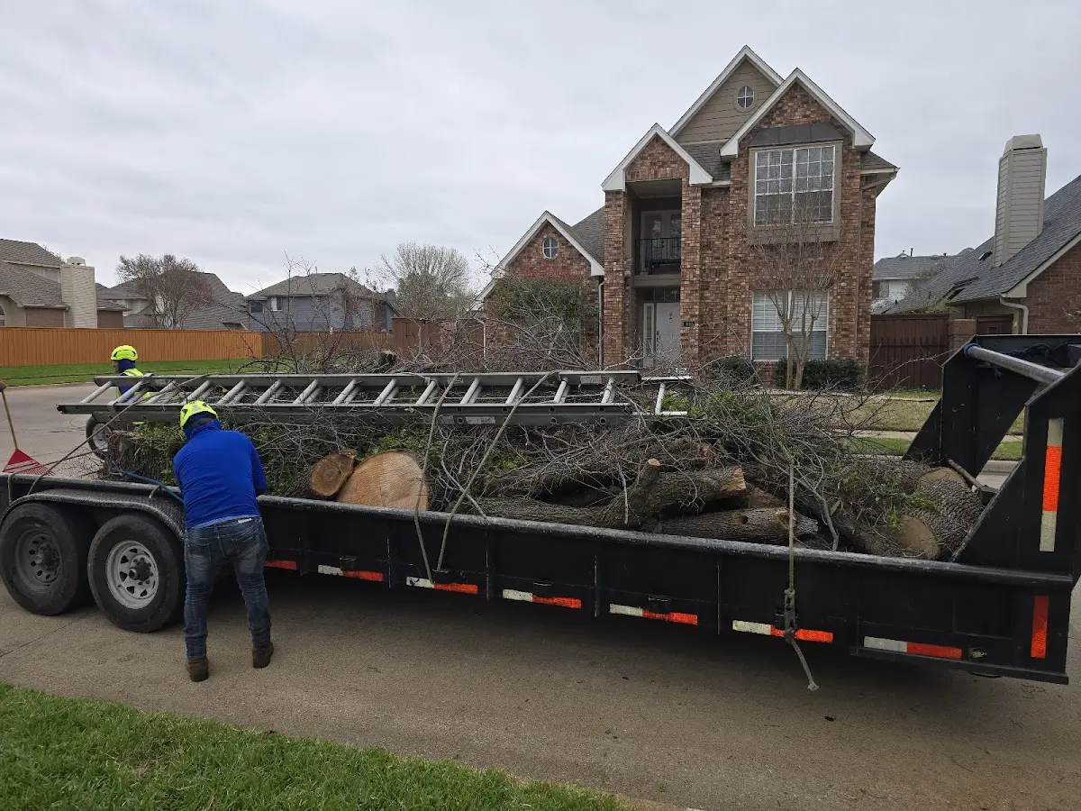Expert Tree Removal with proper safety equipment in Celeste